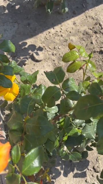 #шортс #цветывсаду #rose #розы #розывсаду #flowers #релакс #цв?