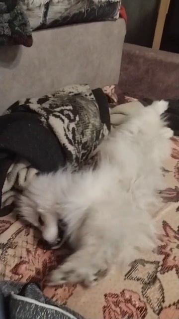 спать не буду вот и все)