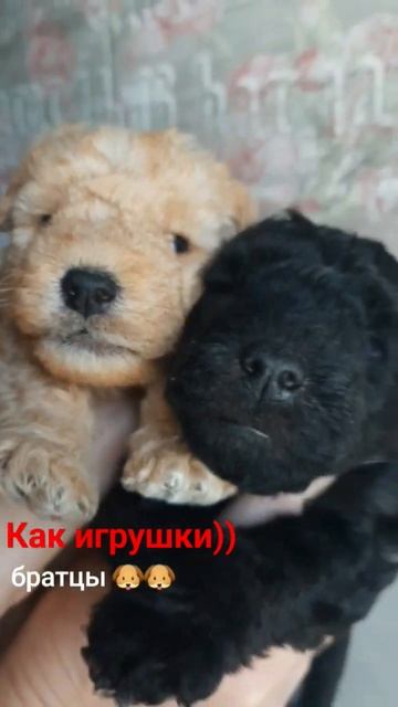 лейклендтерьер, щенки #щеноквдоме #щенки #рождение #со? смотреть онлайн