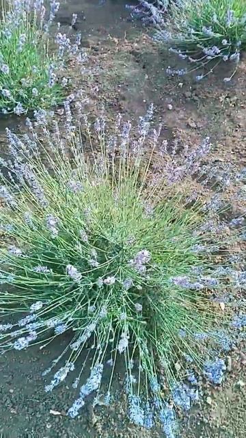 #лаванда #крым #лавандовоеполе смотреть онлайн