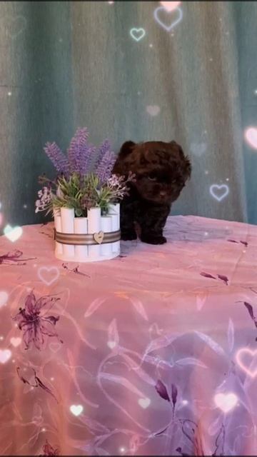 Маленькое шоколадное чудо