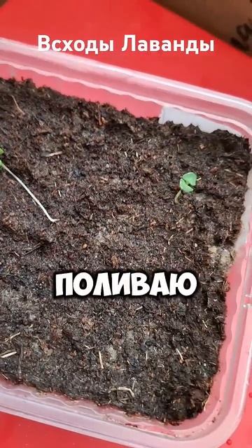 Лаванда. Всходы. #лаванда #рассада #всходы #изсемян смотреть онлайн