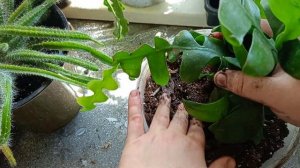 Эпифиллум Марниера, лесной кактус