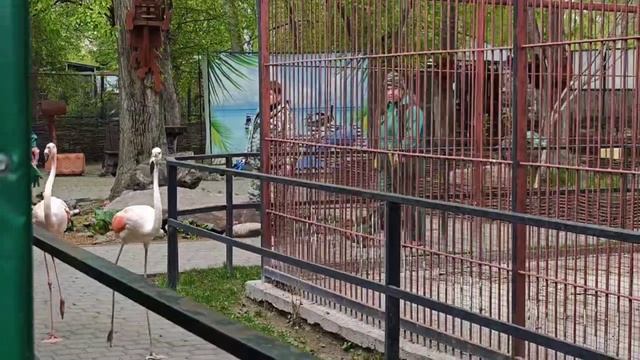 Фламинго в зоопарке "Лесная сказка" смотреть онлайн