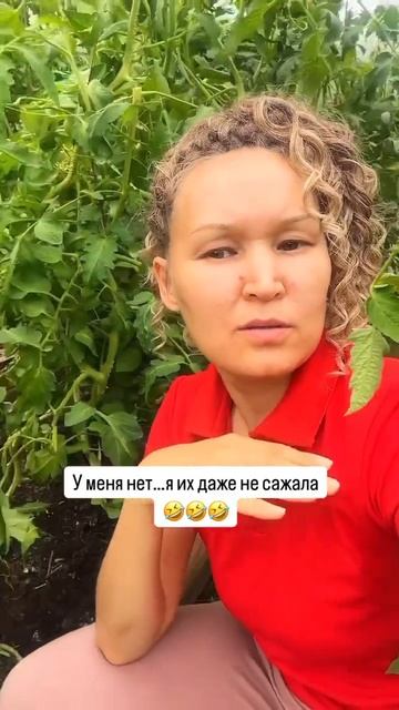 У нас помидоров нет 🍅.У вас ? #помидоры #урожай #огород смотреть онлайн