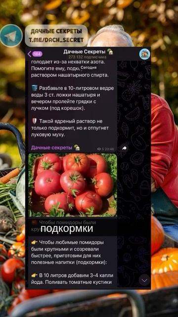 Подкормка для розы #дача #сад #огород #цветы #советы смотреть онлайн