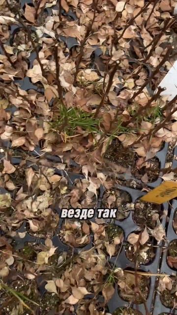 Барбарисы, черенкование прошлого года. #сад #садоводни смотреть онлайн