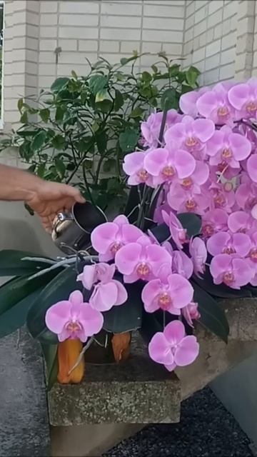 Как поливать орхидею, полный ролик на канале. Приглаша смотреть онлайн