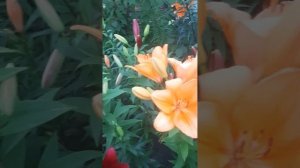 Клематис Ашва. Любовь с первого взгляда 😍