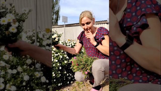 Астра - из нашего питомника Дивный сад.☎️+375(29)841-21-60 Viber смотреть онлайн