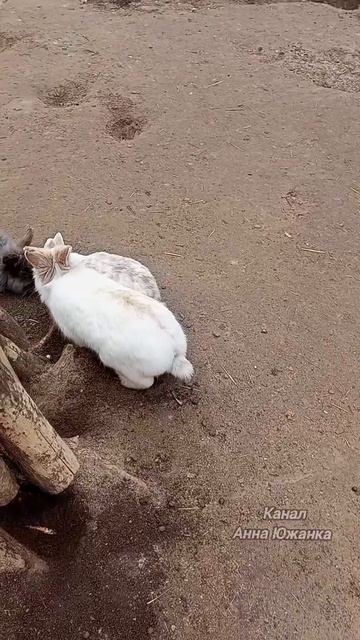 Минутка позитива. Кролики в Южном парке птиц Малинки. смотреть онлайн