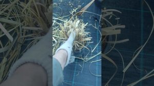 Идеально время для стрижки пампасная травы и злаковых