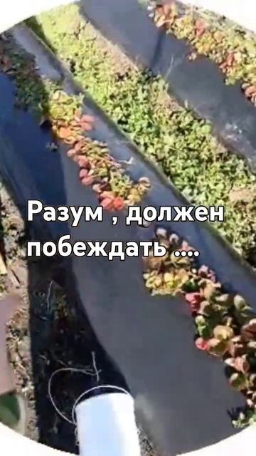 #стрим #лайфхаки #2025 #подпишись #обзор #подпи #огород #2024 смотреть онлайн