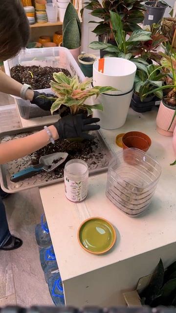 Пересадка аглаши за 15 секунд 🥰 #аглаонема #озеленение смотреть онлайн