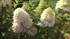 Обзор гортензий серии ПАН в середине августа в Садово?