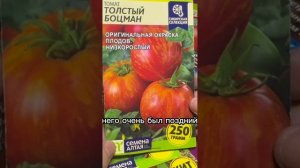 Томаты 2024 года.Толстый боцман. #помидоры #томаты #овощи