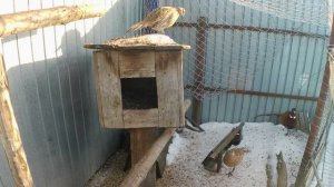 Ряска на корм домашней птице. Выращивание ряски в подв