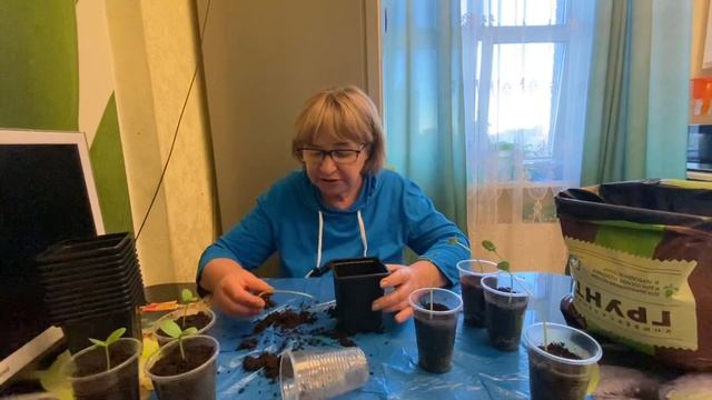 Что делать, если рассада дыни и арбуза вытянулась? смотреть онлайн