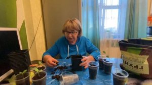 Что делать, если рассада дыни и арбуза вытянулась?