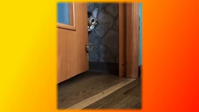Смешные коты | Приколы с котами | Кошки | Позитив |Собаки|Создай себе хорошее настроение смотреть онлайн