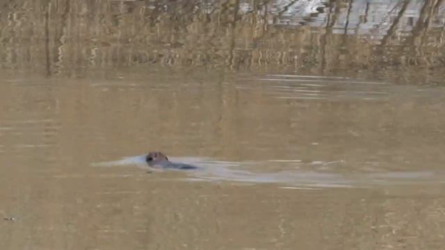 Охота бездомных собак на бобра -  Искитимка -  Кемерово