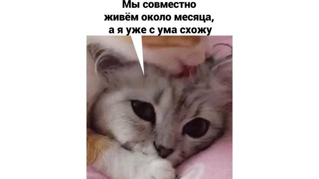 СЕМЬ РАЗ ПОЕШЬ, И ЕЩЁ РАЗ ПОЕШЬ))) Приколы с котами | Мемозг 731 смотреть онлайн