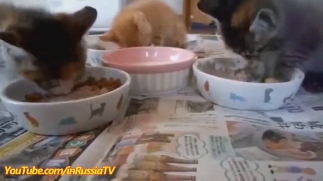 Подборка Смешного Видео Со Спящими Котятами! смотреть онлайн