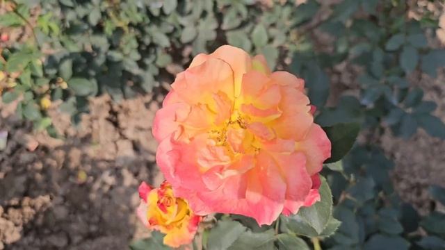 14 февраля - день, полный праздников. Часть 1 Индия, Чандигарх #chandigarh #чандигарх смотреть онлайн