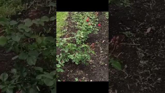 Розы на марсовом поле. СПб. Июнь 2024 смотреть онлайн