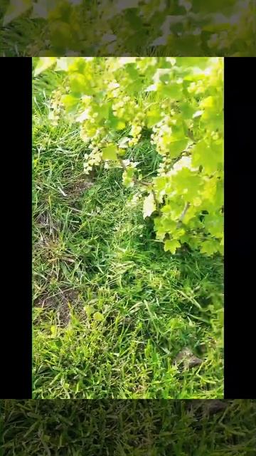 Не полю и нет сорняков! Полоть - это не моё! 🌞🍹 смотреть онлайн