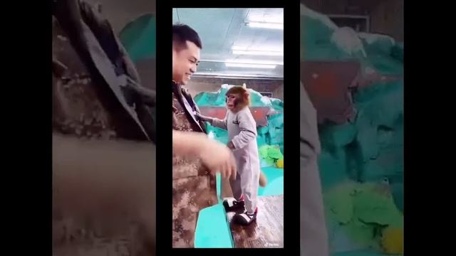 Приколы с животными. Невероятные ситуации смотреть онлайн