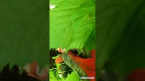 Прореживаем поросль малины. 7 мая 2024 г.