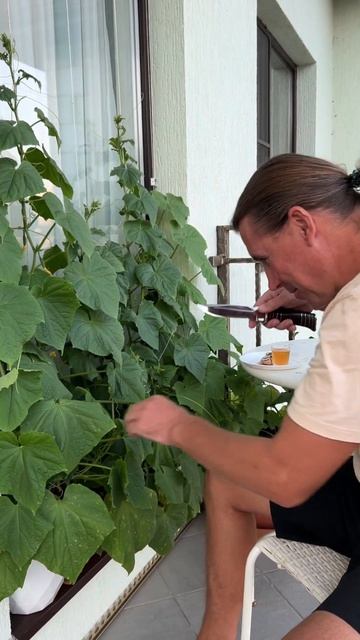 Огород на …. балконе! #курортыдляжизни #сочи #балкон #о? смотреть онлайн