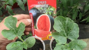 Пора сеять арбузы на рассаду для открытого грунта.