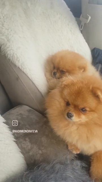 На дискотеку💃🏻💃🏻💃🏻👍💥#померанскийшпиц #шпиц #шпиц_померанский#pomeranian #pekingese