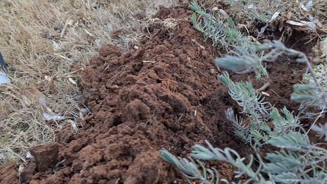 Зеленые мирские страницы