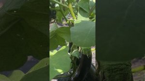 Сорт бакклажана Алексеевский Семена Алтая