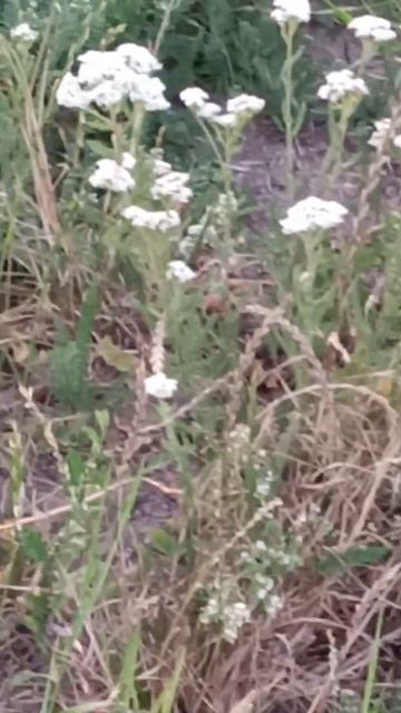 ТЫСЯЧЕЛИСТНИК.