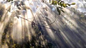 Дождь и солнце. Музыка Сергея Чекалина.