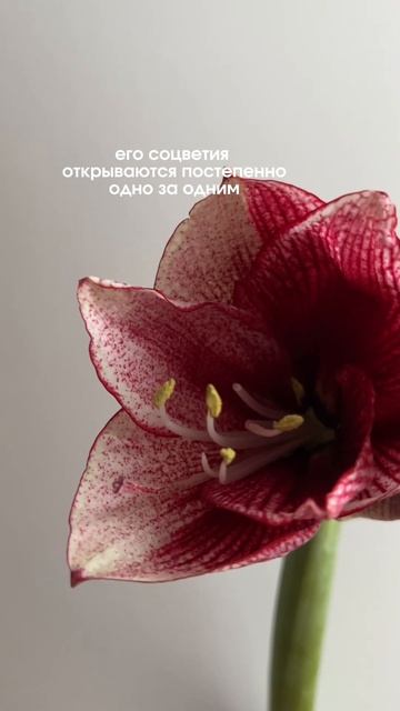 Какой цветок поставить дома осенью и зимой #цветы #flower смотреть онлайн