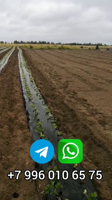 Закладка плантации клубники Азии, Клери, Мурано. 28 тыс. смотреть онлайн