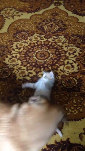 Кот и пёс/мопс/любовь/кто кого/Вася звезда