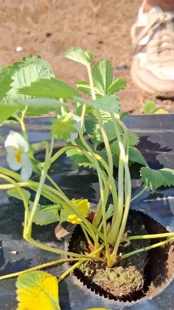 Посадка рассады #клубника #село #дача смотреть онлайн