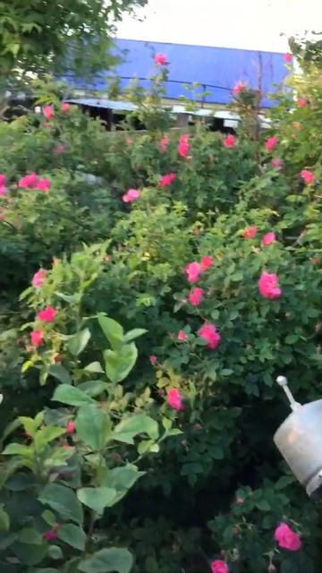 Чайная роза 🌹 🥀 1 часть смотреть онлайн