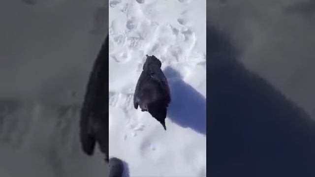 Варвара-ворона Прынцесса, не, не прынцесса - королевна