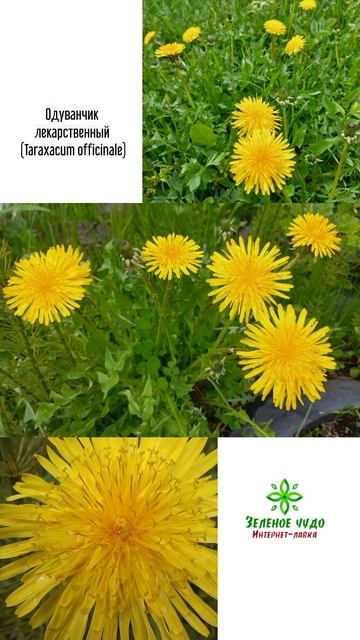 Одуванчик лекарственный#shorts_video смотреть онлайн