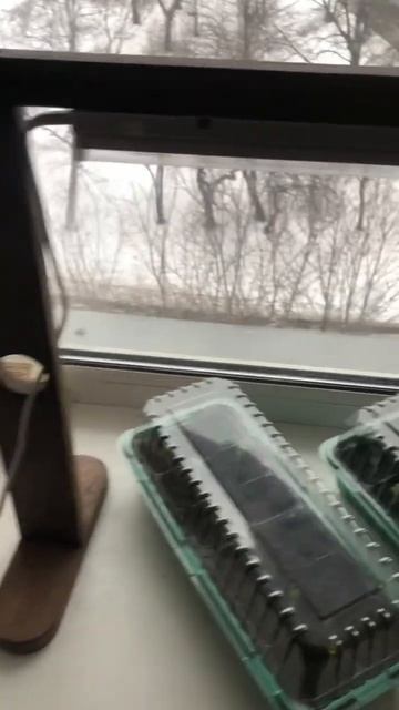 Огурцы на подоконнике О_о смотреть онлайн