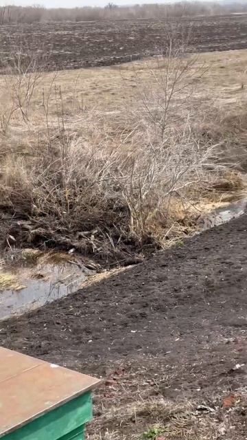 У нас на участке есть небольшая речка, муж спилил дере? смотреть онлайн