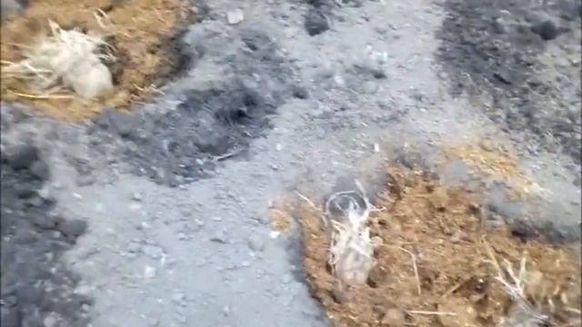 Выращивание картофель под сеном фильм 1 смотреть онлайн