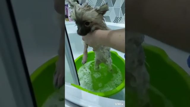 Шпиц купается🤗